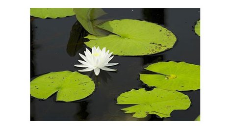Water lily