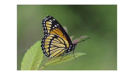 Monarch butterfly on leaf