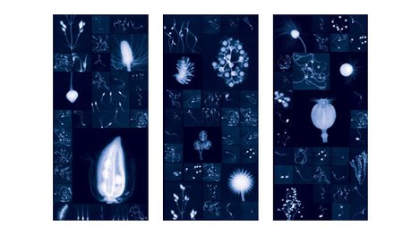 Seed collage triptych art