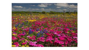 Multicolored flower field