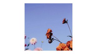 Bee on an orange flower