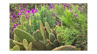 Cactus and purple flowers