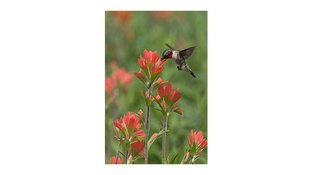 Hummingbird drinking from orange flower