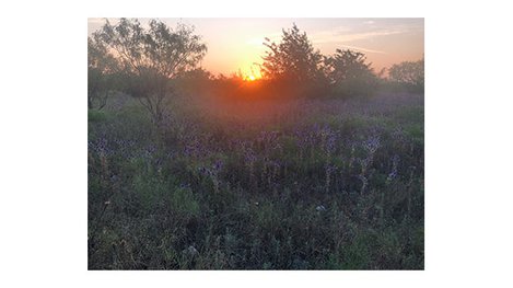 A sunrise over a field of wildflowers and trees