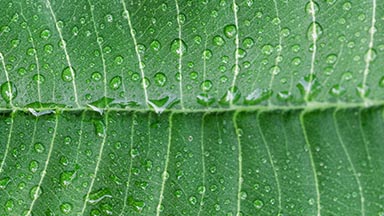 Department of Dermatology