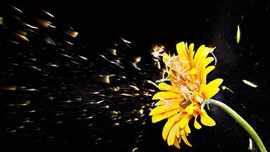 Department of Otolaryngology