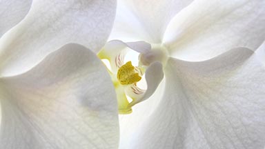 Department of Plastic Surgery