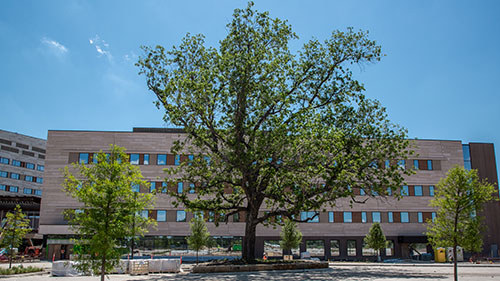 Exterior of Frisco building with a tree in the foreground