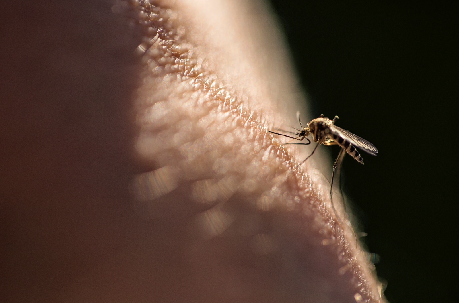 West Nile virus is on the rise: What Texans need to know