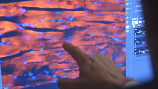 Helping the heart heal itself: The science of regeneration - Featured image